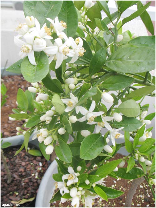 Name:  turuncgil.jpg
Views: 2225
Size:  66.8 KB