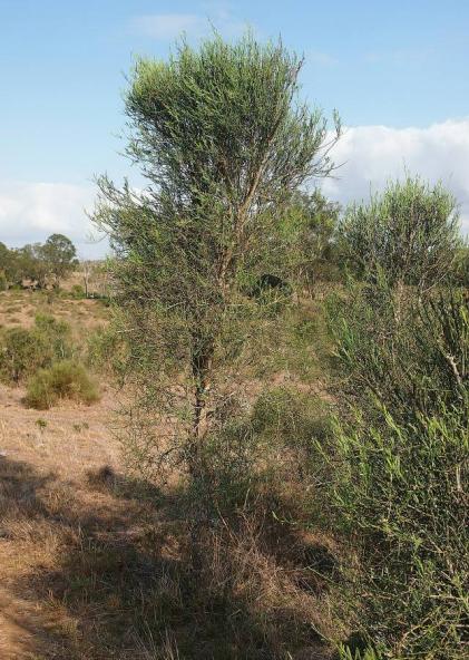 Name:  Citrus_glauca_habit.jpg
Views: 25
Size:  67.5 KB