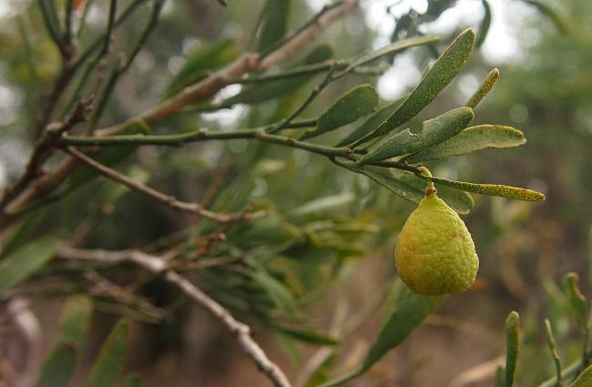 Name:  Citrus_glauca_fruit.jpg
Views: 26
Size:  32.5 KB