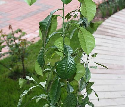 Name:  LT1.jpg
Views: 4748
Size:  28.9 KB
