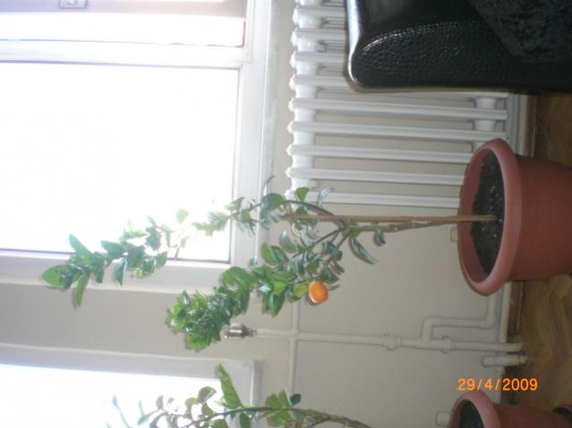Name:  kumkat4.jpg
Views: 10441
Size:  27.0 KB