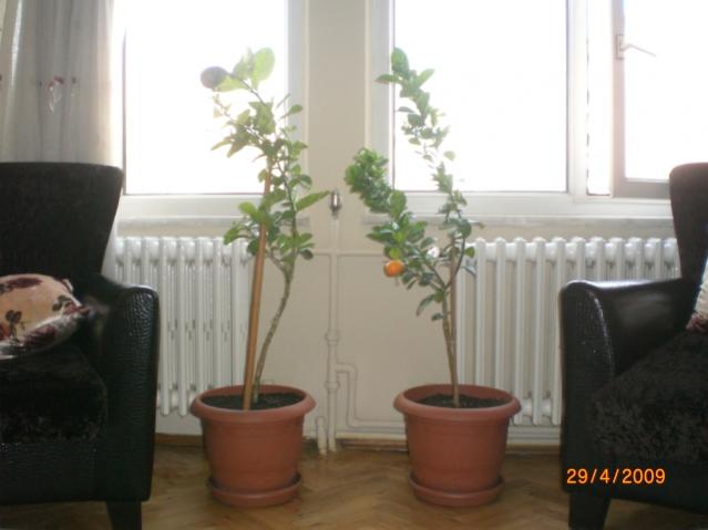 Name:  limonum1.jpg
Views: 4267
Size:  29.6 KB