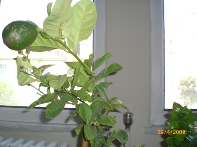 Name:  limonum2.jpg
Views: 4077
Size:  31.9 KB