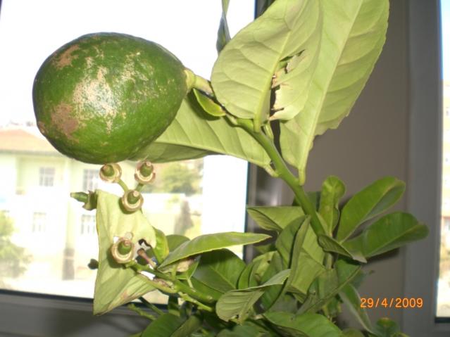Name:  limonum3.jpg
Views: 4327
Size:  36.7 KB