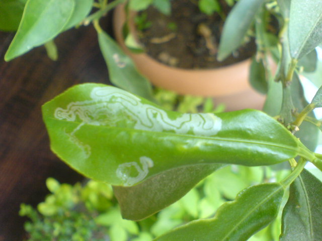 Name:  DSC07151.JPG
Views: 5666
Size:  60.0 KB