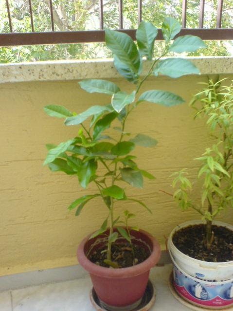 Name:  DSC07350.jpg
Views: 2271
Size:  44.7 KB