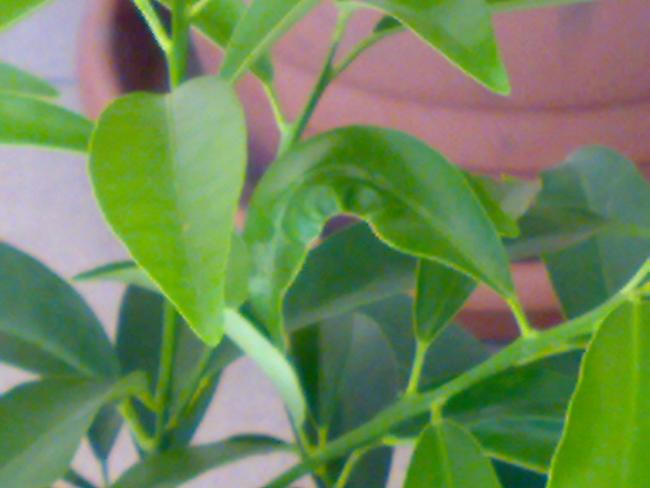 Name:  20082009411.jpg
Views: 1543
Size:  30.4 KB