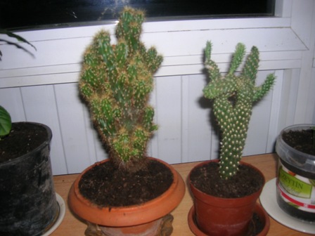 Name:  kaktslerim.JPG
Views: 3210
Size:  53.1 KB