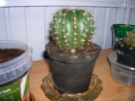 Name:  ktopuzu.JPG
Views: 2871
Size:  54.4 KB