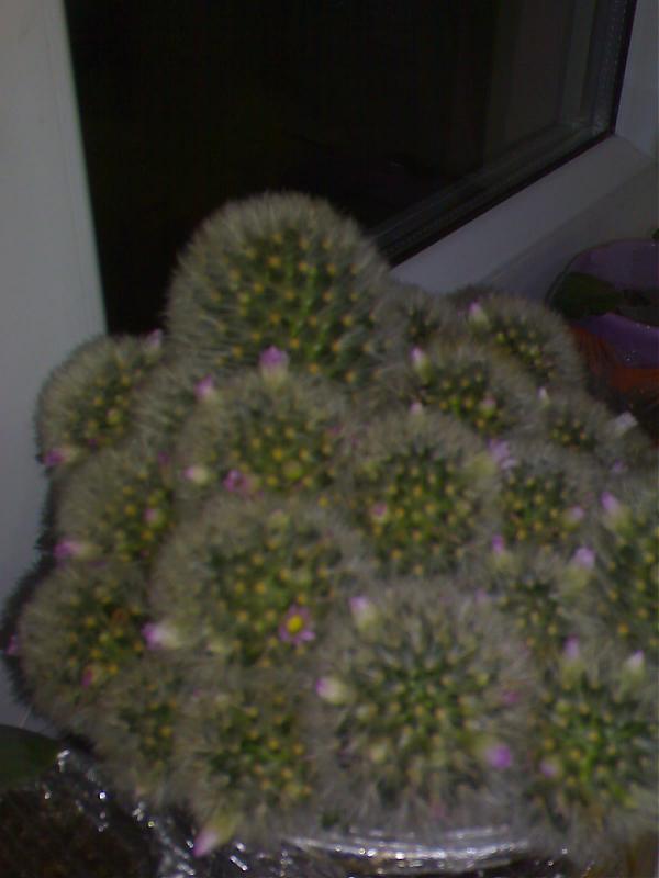 Name:  DSC00023.jpg
Views: 551
Size:  38.6 KB