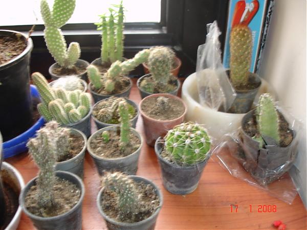 Name:  DSC01554.jpg
Views: 873
Size:  47.1 KB