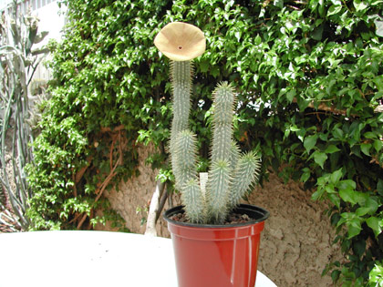 Name:  Hoodia_Gordonii2.jpg
Views: 558
Size:  66.3 KB
