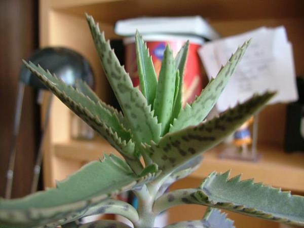 Name:  Kalanchoe serrata.jpg
Views: 505
Size:  31.4 KB