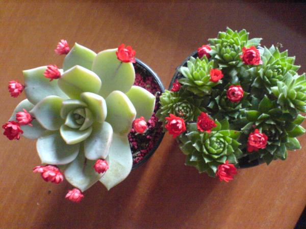 Name:  DSC04805.jpg
Views: 1918
Size:  43.4 KB