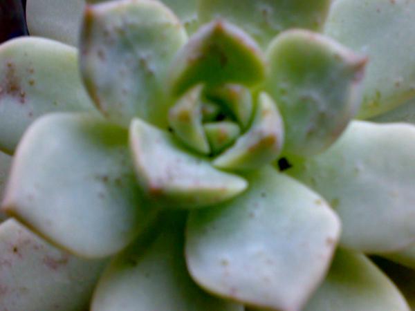 Name:  09112008015.jpg
Views: 1143
Size:  22.0 KB