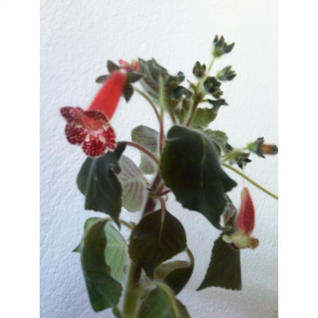 Name:  PhotoGrid_1415262164425[1].jpg
Views: 575
Size:  35.5 KB