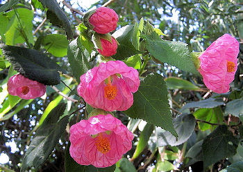 Name:  Abutilon+x+hybridum+'Satin+Pink+Belle'.jpg
Views: 1468
Size:  45.4 KB