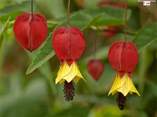 Name:  abutilon.jpg
Views: 782
Size:  33.0 KB