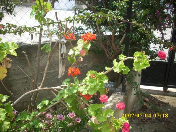 Name:  sardunya 3.jpg
Views: 762
Size:  71.9 KB