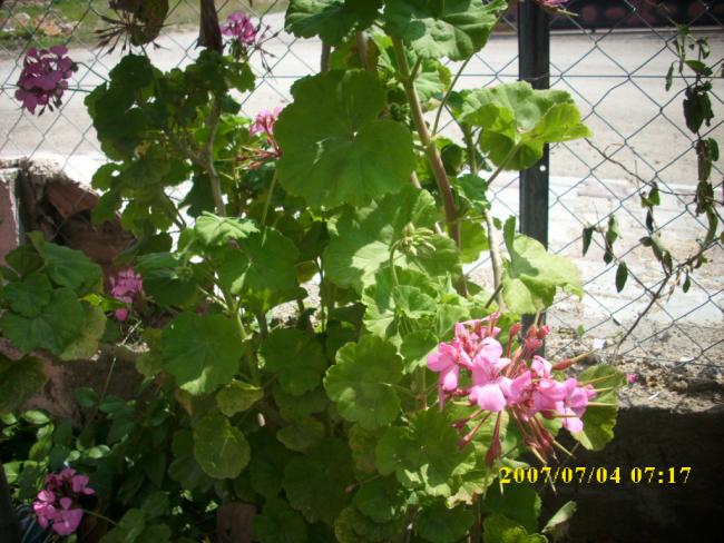 Name:  sardunya 7.jpg
Views: 761
Size:  64.3 KB