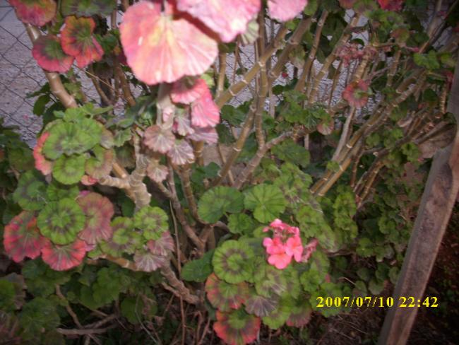 Name:  sardunya01.jpg
Views: 1357
Size:  56.4 KB