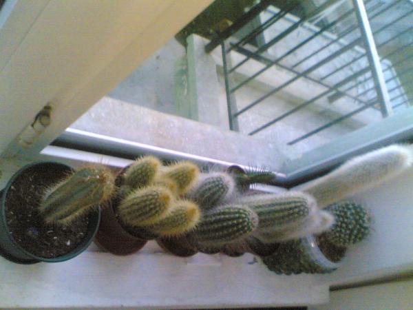 Name:  01122008(017).jpg
Views: 1171
Size:  35.4 KB