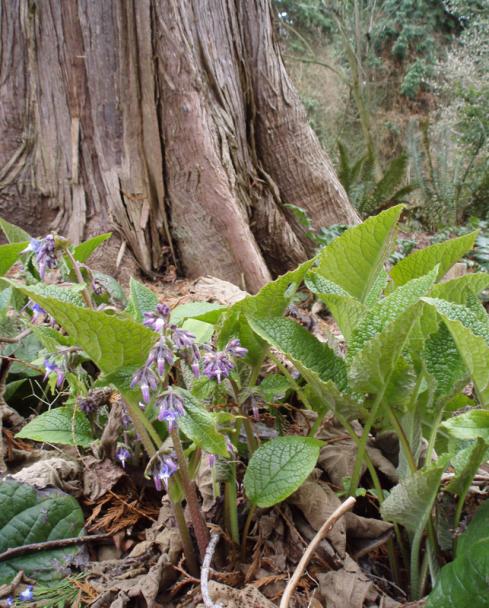 Name:  galdirik-trachystemon_orientalis2.jpg
Views: 3157
Size:  71.0 KB