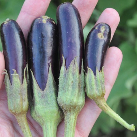 Name:  little-finger-eggplant-lg.jpg
Views: 889
Size:  42.6 KB