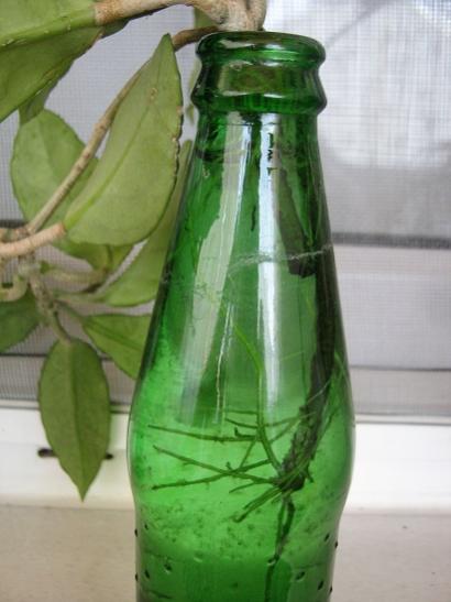 Name:  hoya c.1.jpg
Views: 545
Size:  29.3 KB
