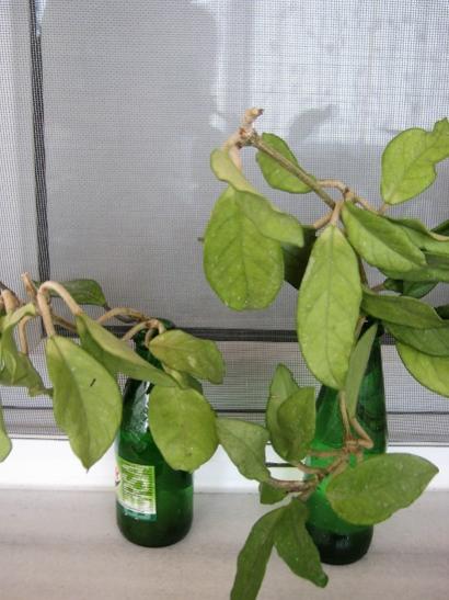 Name:  hoya carnosa.jpg
Views: 506
Size:  35.8 KB
