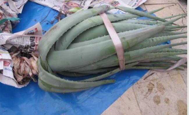 Name:  aloe.jpg
Views: 563
Size:  34.7 KB