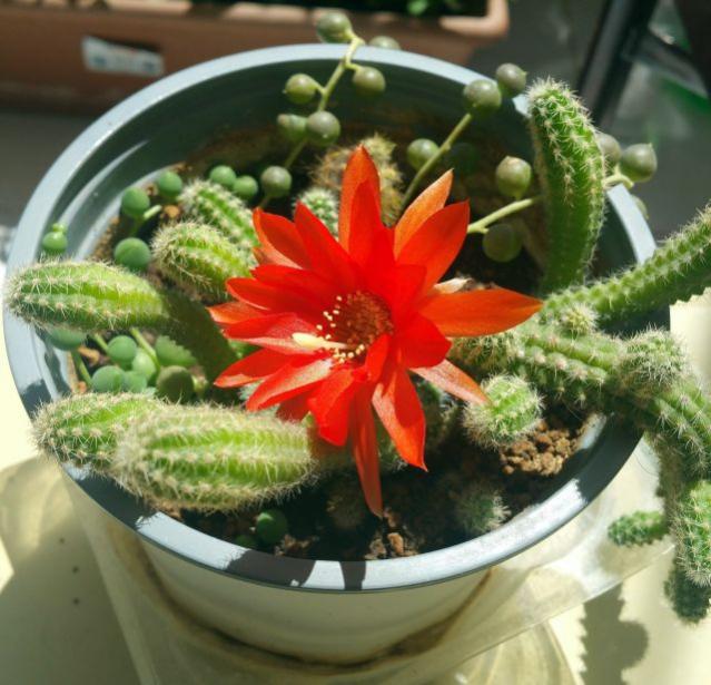 Name:  20190529_102518.jpg
Views: 509
Size:  60.1 KB