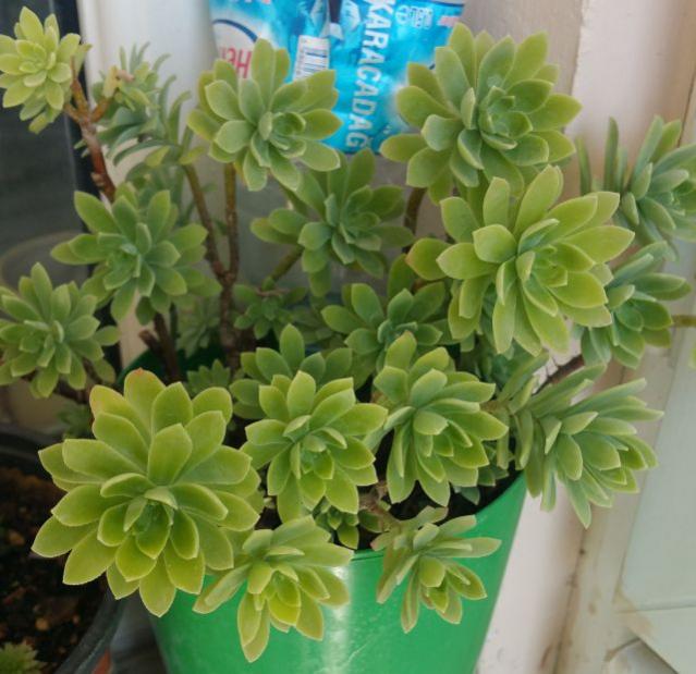 Name:  20190724_100229.jpg
Views: 606
Size:  55.3 KB