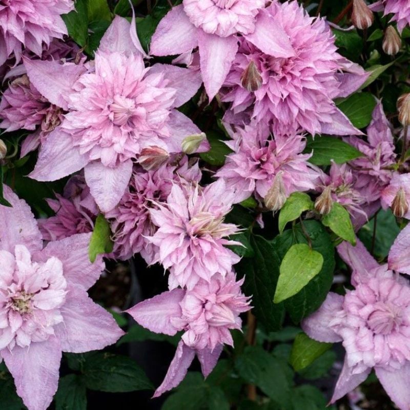 Name:  multi-pink-clematis-cicegi-fidani2.jpg
Views: 3
Size:  125.1 KB
