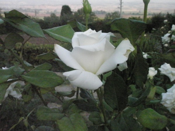 Name:  P8291951 (600 x 450).jpg
Views: 828
Size:  59.3 KB