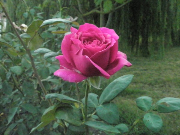 Name:  P8291955 (600 x 450).jpg
Views: 825
Size:  63.9 KB