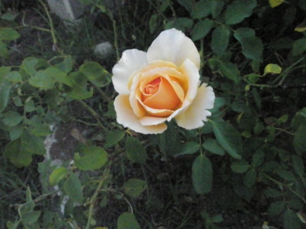 Name:  P8291959 (600 x 450).jpg
Views: 806
Size:  60.9 KB