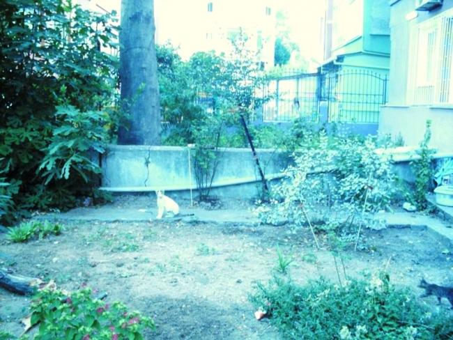 Name:  bahem ke.jpg
Views: 2001
Size:  69.5 KB