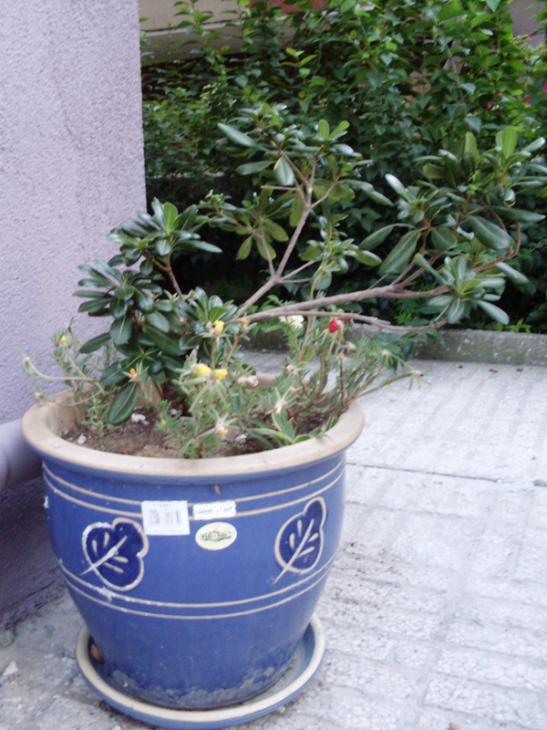 Name:  pitosprum.jpg
Views: 1921
Size:  68.0 KB