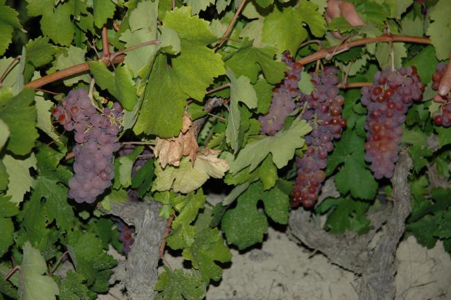 Name:  DSC_0247.jpg
Views: 620
Size:  53.8 KB