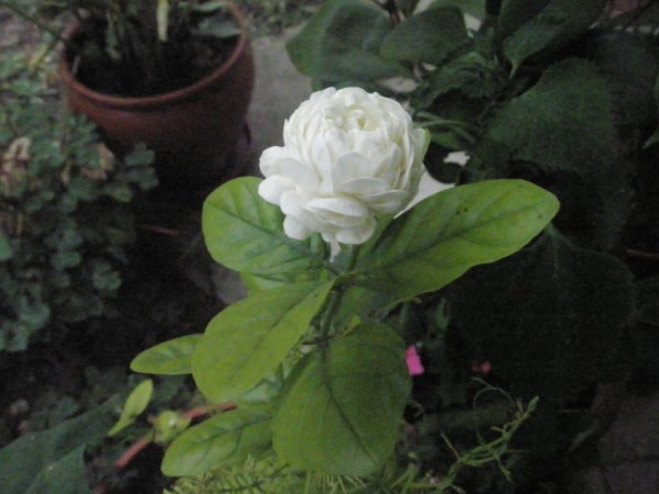 Name:  P9081986 (600 x 450).jpg
Views: 802
Size:  54.9 KB