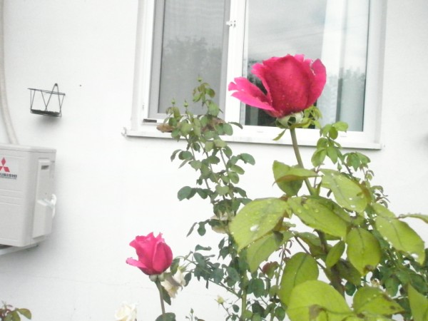 Name:  P9102026 (600 x 450).jpg
Views: 1032
Size:  55.9 KB