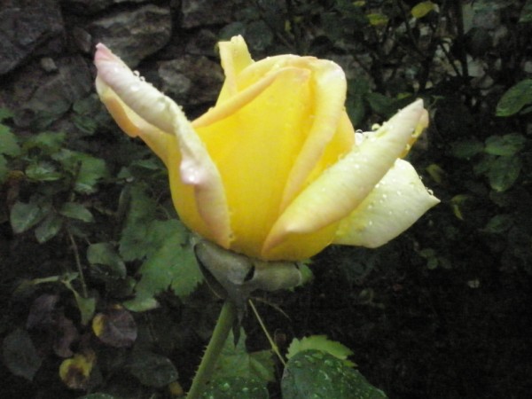 Name:  P9122032 (600 x 450).jpg
Views: 972
Size:  57.8 KB