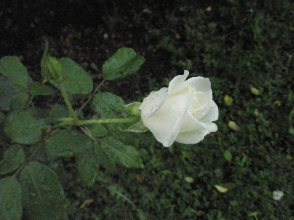 Name:  P9122033 (600 x 450).jpg
Views: 977
Size:  57.3 KB