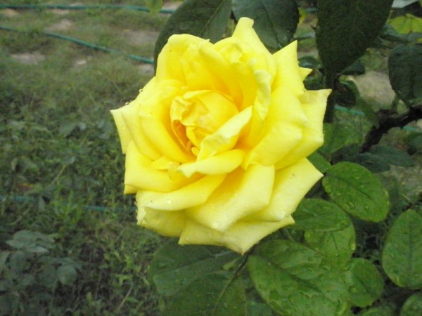 Name:  P9122042 (600 x 450).jpg
Views: 927
Size:  62.4 KB