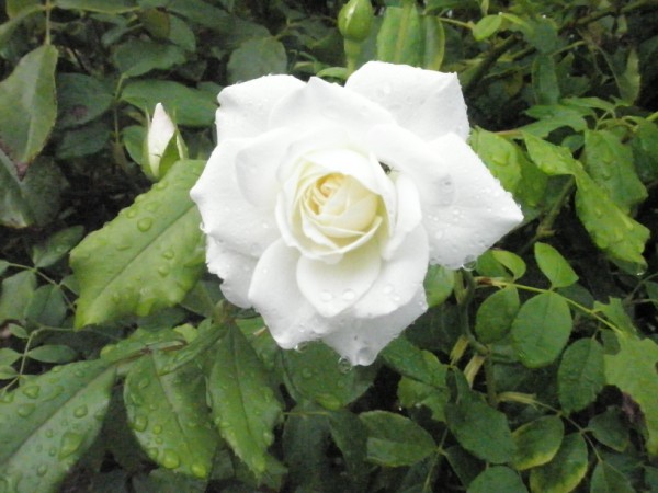Name:  P9122044 (600 x 450).jpg
Views: 896
Size:  66.0 KB