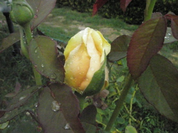 Name:  P9122050 (600 x 450).jpg
Views: 968
Size:  60.3 KB