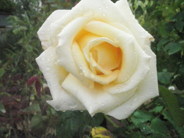 Name:  P9122092 (600 x 450).jpg
Views: 959
Size:  55.6 KB