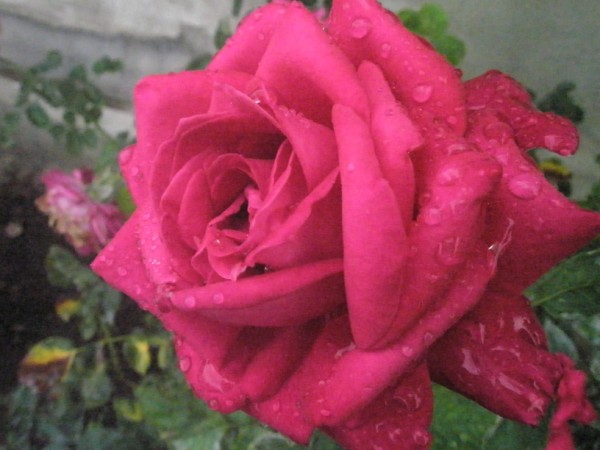Name:  P9122094 (600 x 450).jpg
Views: 955
Size:  56.5 KB