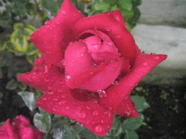 Name:  P9122095 (600 x 450).jpg
Views: 914
Size:  56.0 KB